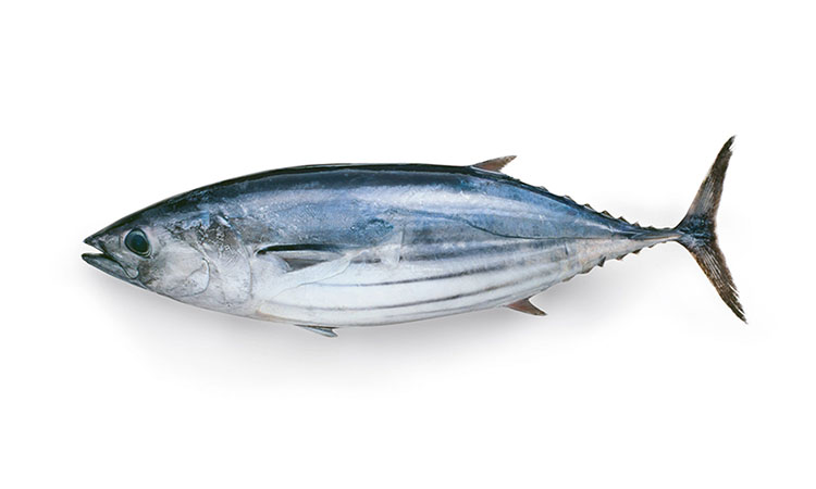 Bonito tuna - sushi delivery Nitra